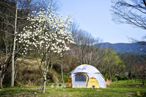 [솔로캠퍼의 슬로캠핑] 벚꽃 엔딩 캠핑1, 김제 금산사야영장