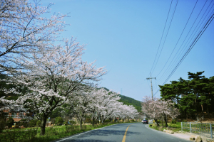 [솔로캠퍼의 슬로캠핑] 벚꽃 엔딩 캠핑2, 김제 금산사 순례길을 걷다